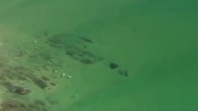 Une équipe de télévision en hélicoptère fait fuir un requin blanc prêt à attaquer des surfeurs
