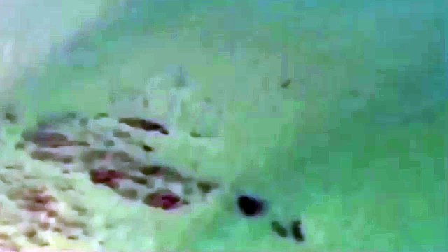 Helicopter scares great white shark about to attack surfers