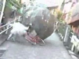 videogag compilation peur