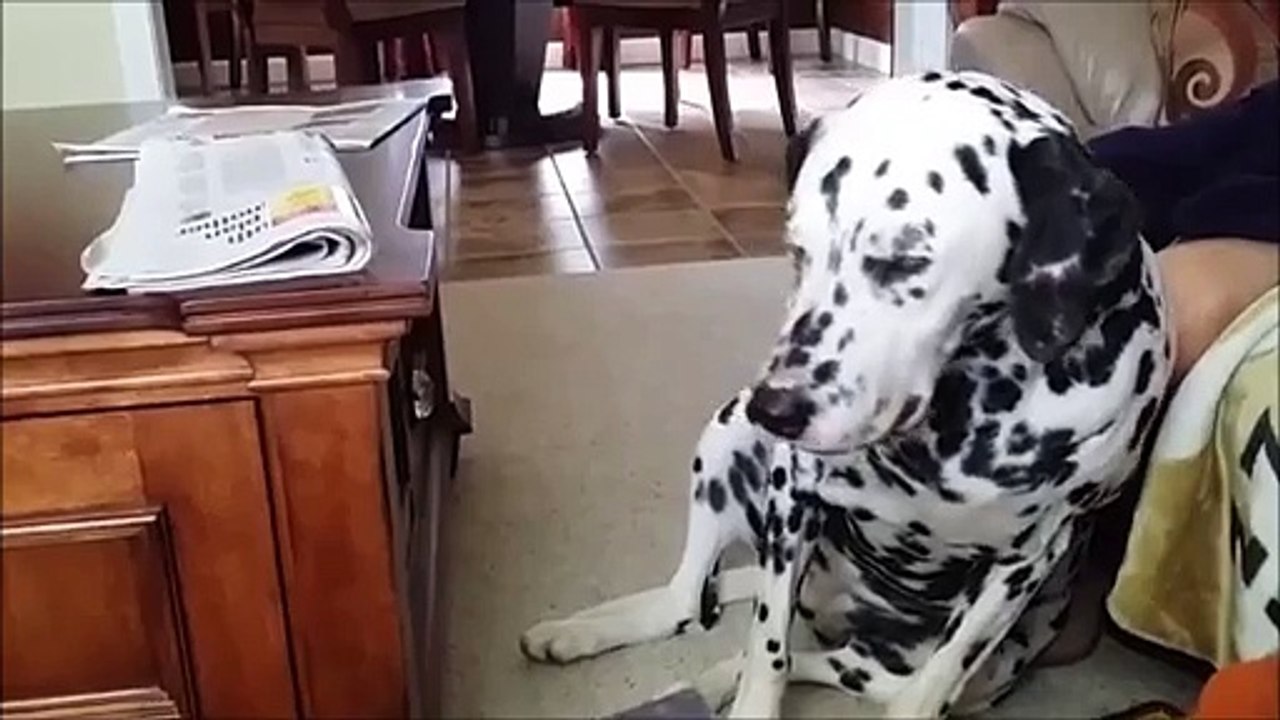 Compilação de cachorrinhos com sono