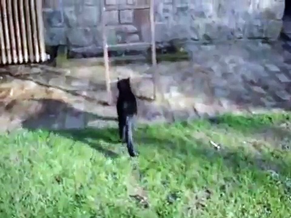 Drôle d'animal / Funny animal (Chat/Cat)