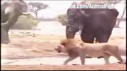 Lion vs Elephant Real Fight To Death