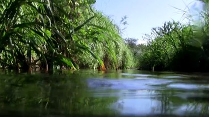 沖縄の川（水中撮影）ユゴイ、ボラ、ヨウジウオ、タネカワハゼ等