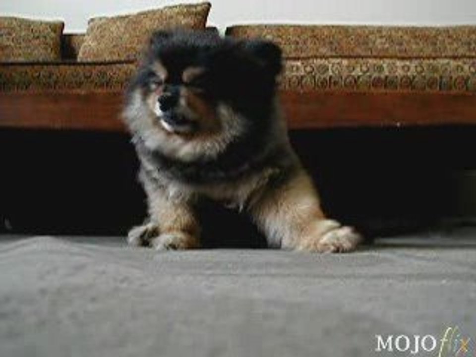 Sleepy-Puppy