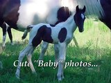 Black and White Tobiano Tennessee Walking Horses For Sale.wmv