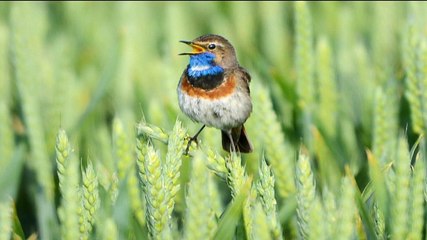 Gewapend met grote telelens op zoek naar vroege vogels - RTV Noord