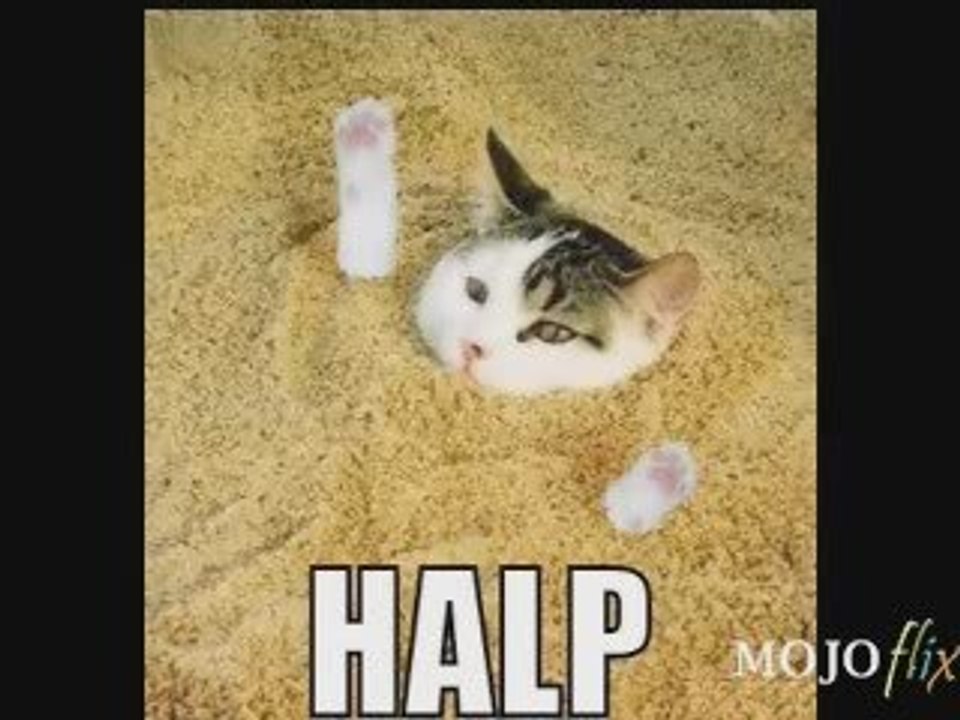 It-s-Caturday