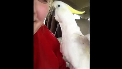 Complicité entre un perroquet et son propriétaire