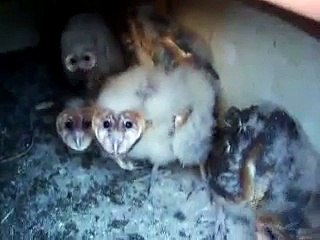 Filhotes de Coruja