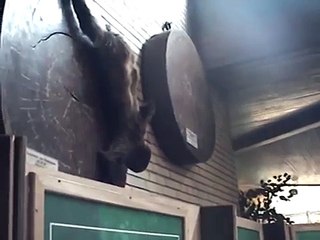 Faultier in Not...Sloth in Trouble