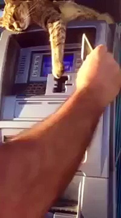 Cat guards an ATM