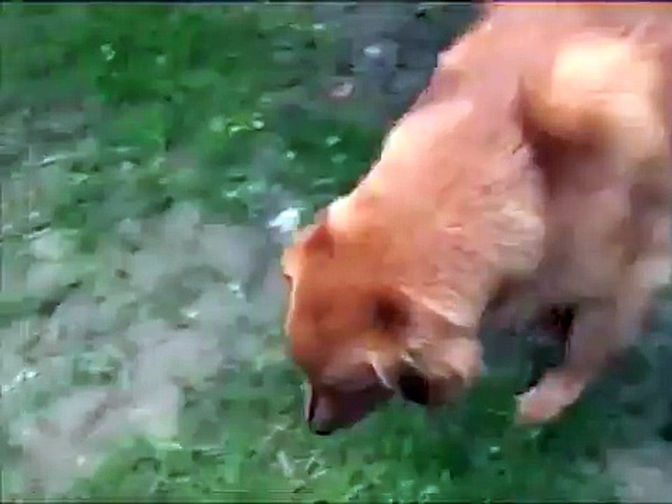 Golden Retriever Going Pee!