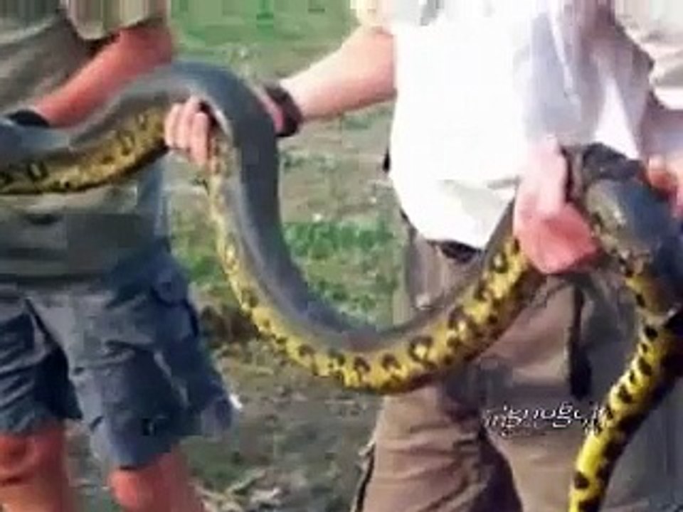 Anaconda Snake green anaconda the bigest in the wolrd Eunectes murinus กู้ภัยงู La anaconda verde