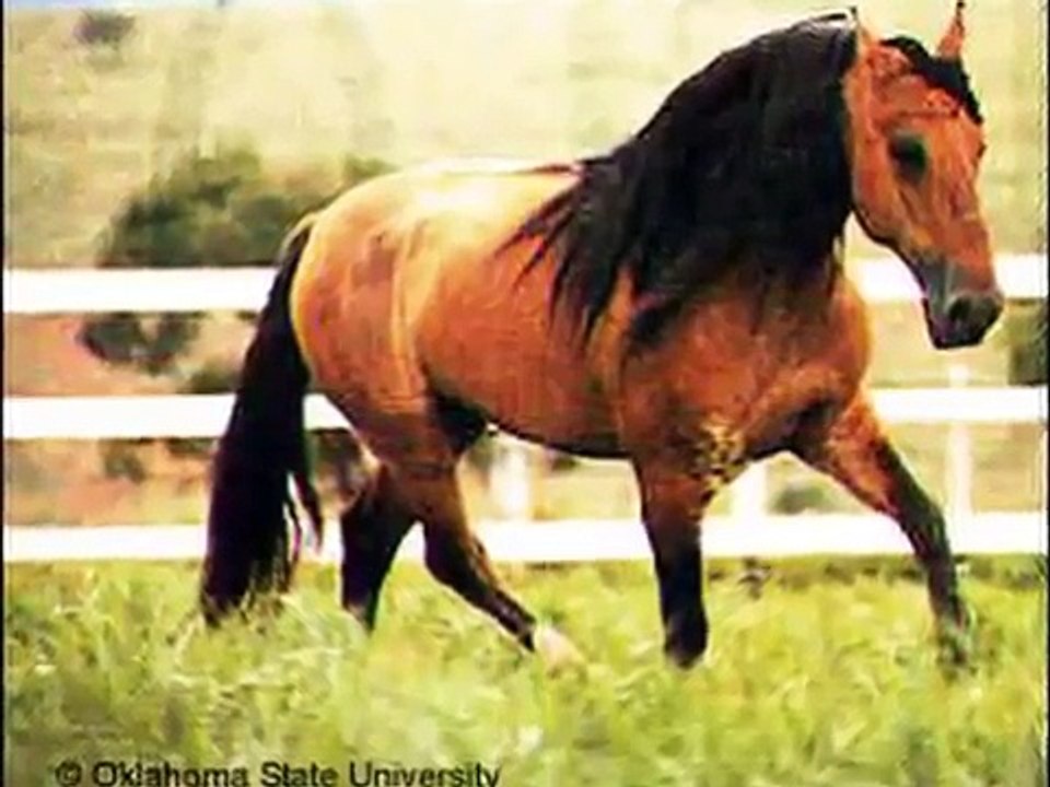 Horse Pictures!