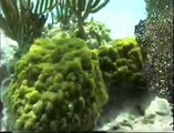 Berry Islands, Bahamas  Alder Cay Lagoon Development and Coral Transplantation Project