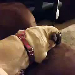 Best Funny Videos! Video da ridere  Da morire dalle risate #151