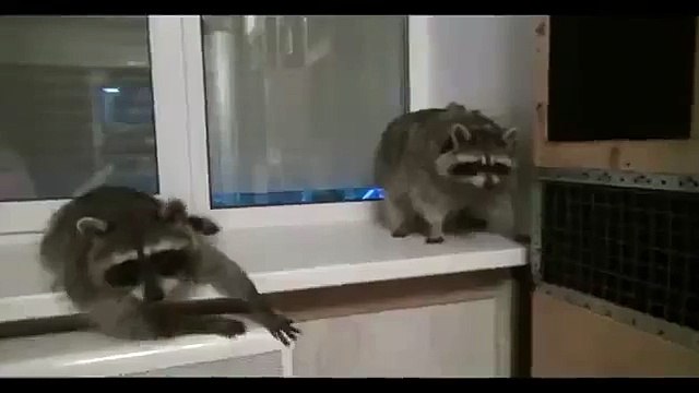 Best Funny Videos! Video da ridere Da morire dalle risate #165