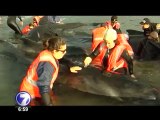 Veinte ballenas fueron rescatadas tras quedar atrapadas en una playa neozelandesa