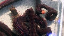 Aquarium Monster Bobbit worm (Eunice aphroditois)