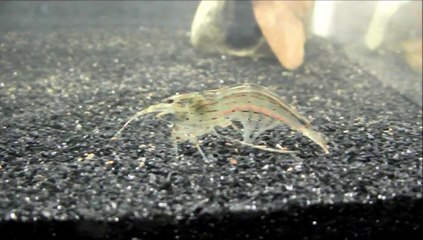 How To: Care For Amano Shrimp