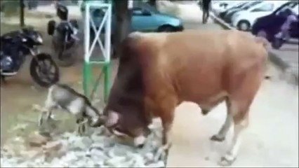 Goat vs Bull fight - size does not matter
