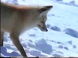 Pouncing Fox