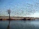 Snow Geese Migration at Mormon Island State Park, Grand Island, Nebraska  March 2009