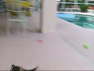 Skip rat terrier barks