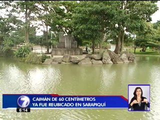 Sinac sacó un caimán del Parque de La Paz pero queda uno más