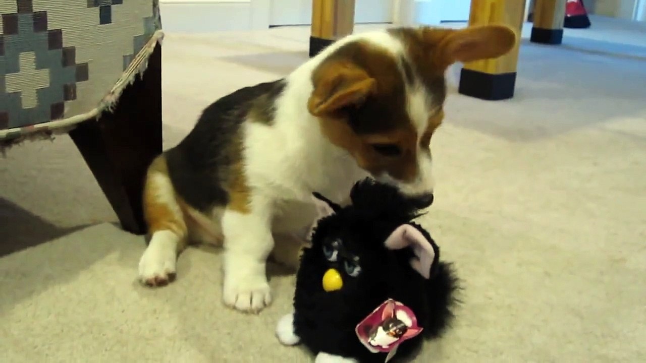 Orion and Furby