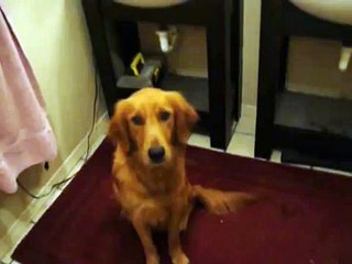 Golden Retriever Sandy's Spa treatment bath She's VERY nervous & gone deaf. FUNNY!