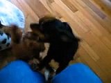 tasha and boris, russian toy terriers,  play some more