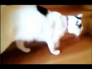 Die lustigsten Tier Videos