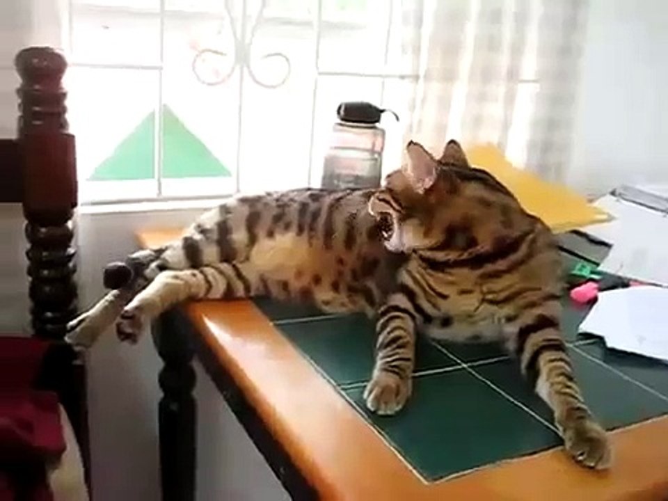 Кот разговаривает с птицей
