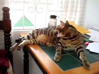 Кот разговаривает с птицей