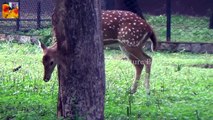 Deer Animals   Having Grass   Nature World   Nature Beauty | Wild Animals |