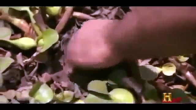 Man Eating Anacondas History Channel Documentary 360p