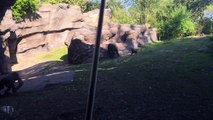 Momma Gorilla, Baby Gorilla, poop eating Gorilla -- Gorillas at Animal Kingdom!