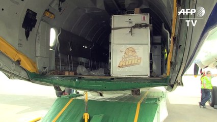 Löwen kehren zurück nach Ruanda