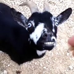 Nom nom nom?syndication=228326