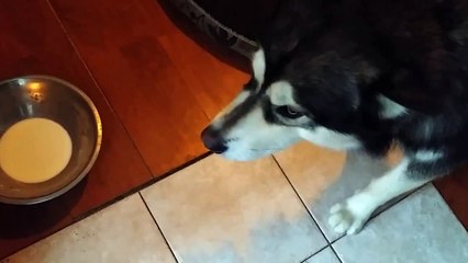 Alaskan Malamute cries for Milk
