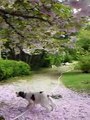 Psychotic Irish setter attacks Japanese blossoming cherry tree