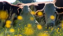 Warum geben viele Biobauern auf? | UNKRAUT | Bayerisches Fernsehen