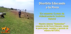 Adiestramiento de Perros Mi Perro Educado