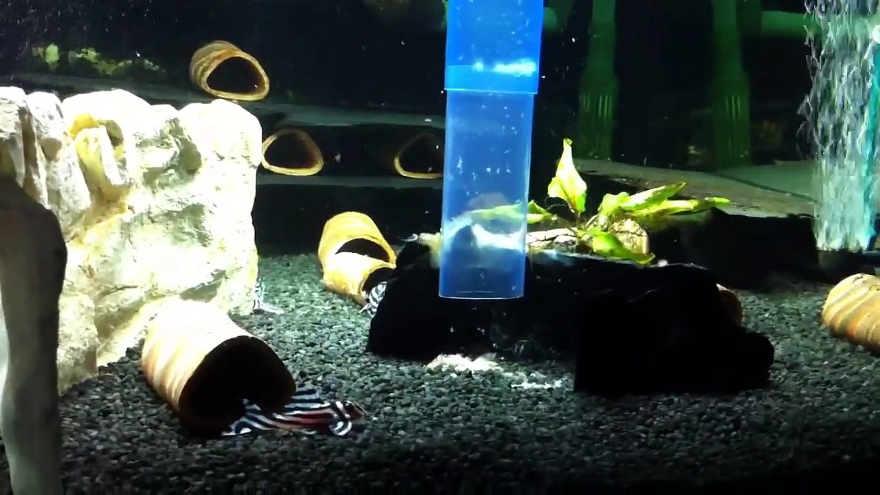 L46 Hypancistrus Zebra