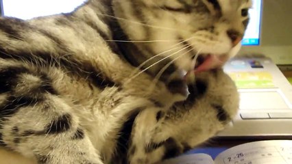 肉球を噛む猫 - Cat which bites a finger.