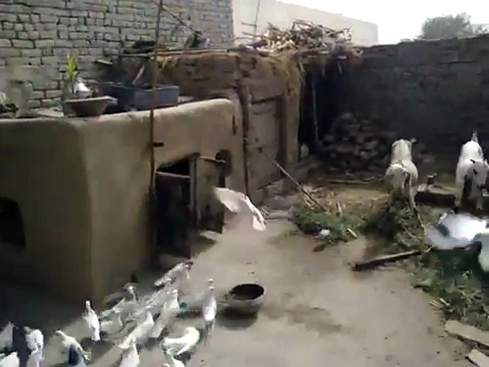 Kabootar Bazi 293/E.B Ram Jaane