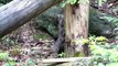 Nationalpark Bayerischer Wald: Junge Wildkatze lernt balancieren. Young wild cat learns balance.