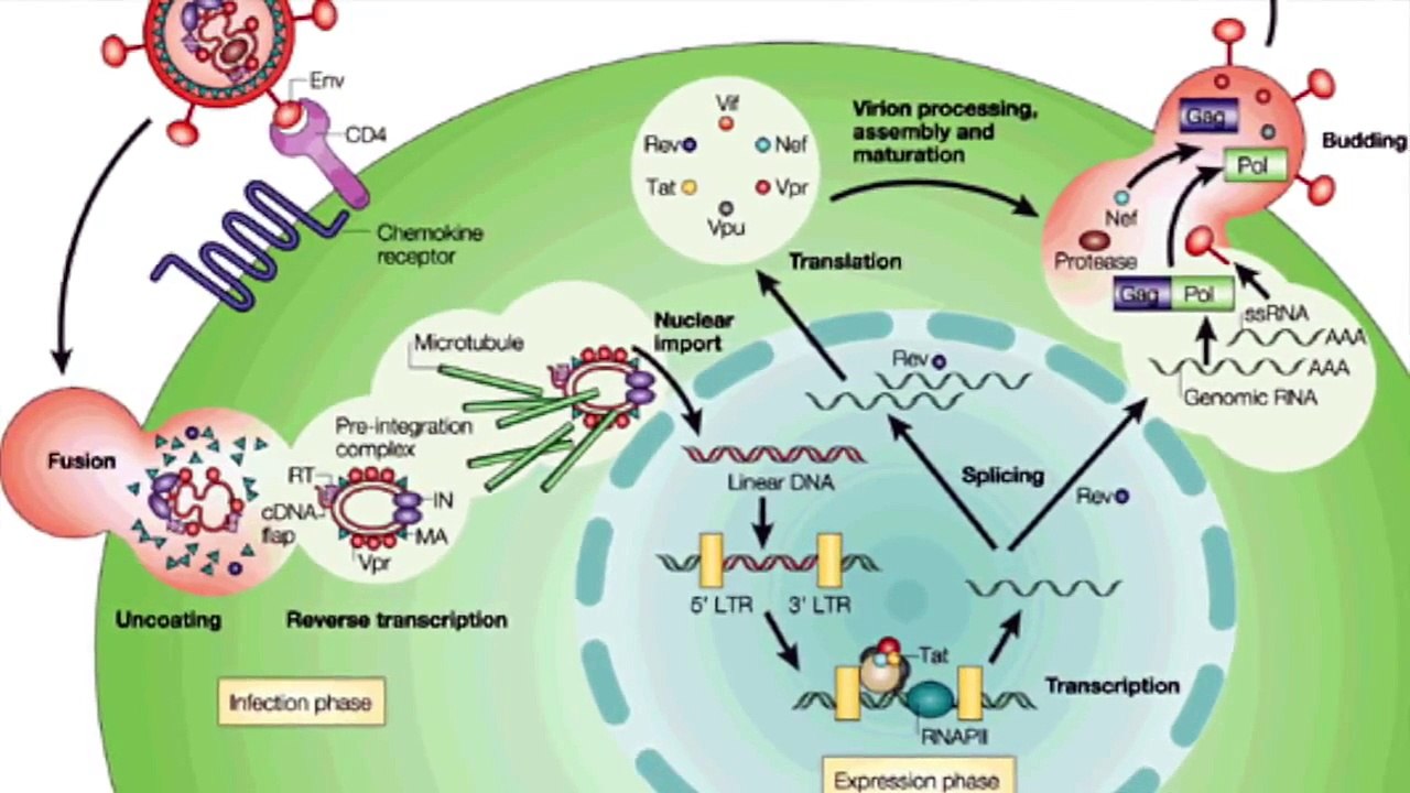 CCR5-∆32 and HIV/AIDS Prevention