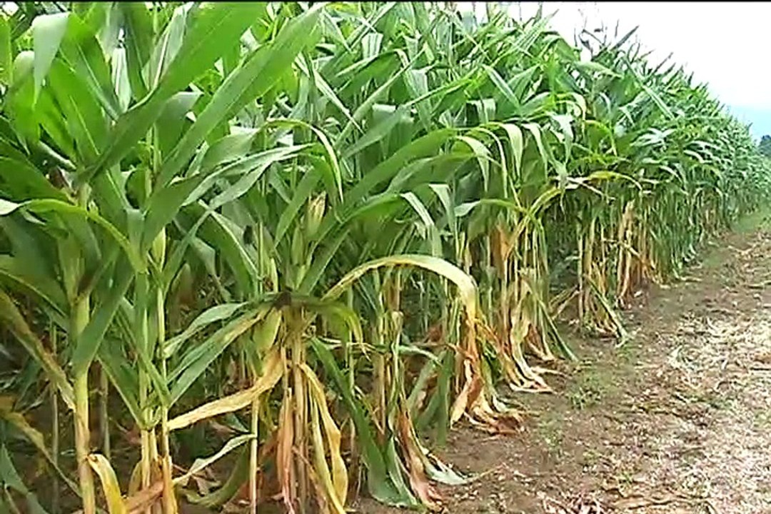 7 de julio de 2015 Ganadería La Marisa 1